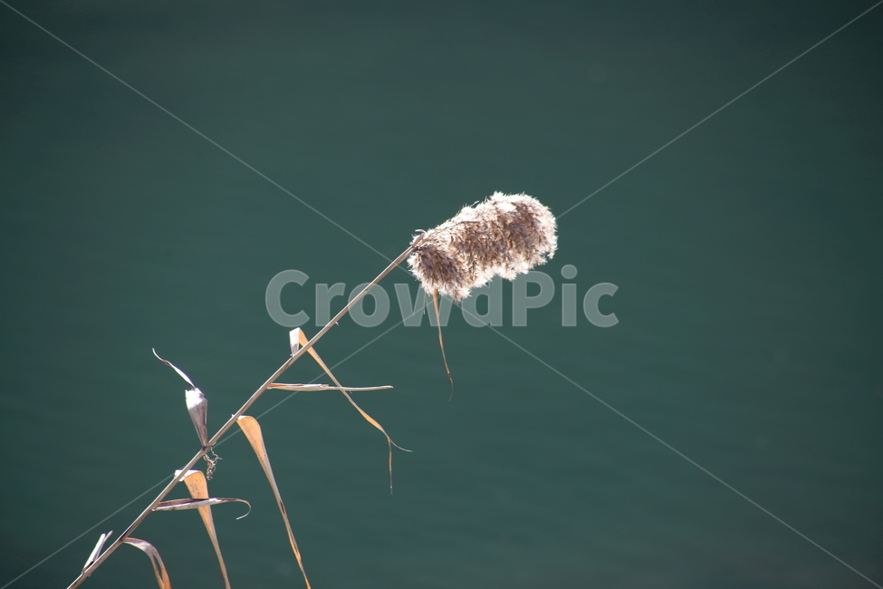 식물,풀,잡초,갈대,commonreed,겨울갈대,가을,계절,fall,autumn,season,식물,자연,plants,nature,plant,grass,잔디,lawn,reed