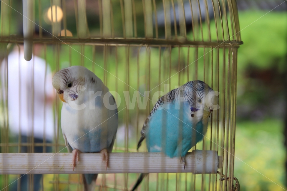 새,bird,새장,부리,커플,동물,animal,조류,새,birds