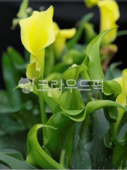 카라,카라꽃,노랑,노란색,노란카라,식물,자연,꽃,plants,nature,flower,petal,꽃잎