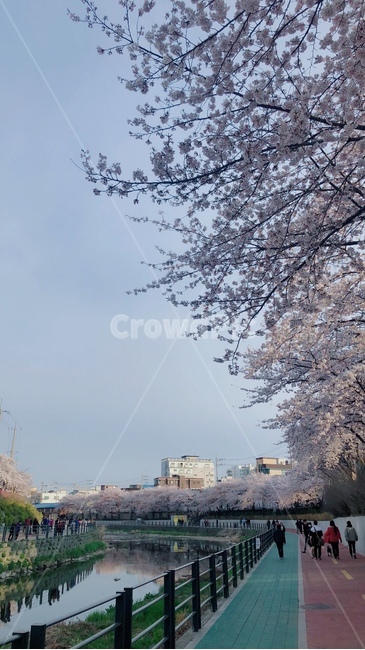 벚꽃,우이천,산책,봄,분홍색,봄,계절,spring,season,도시,풍경,city,landscape,한국도시풍경,한국도시경관,korea cityscape,plant,식물