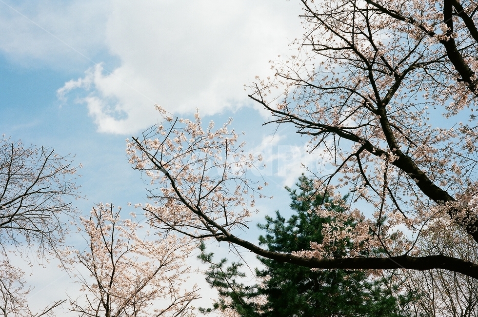 벚꽃,동산,꽃,봄계절,나무,하늘,구름,봄,계절,spring,season,plant,식물,tree