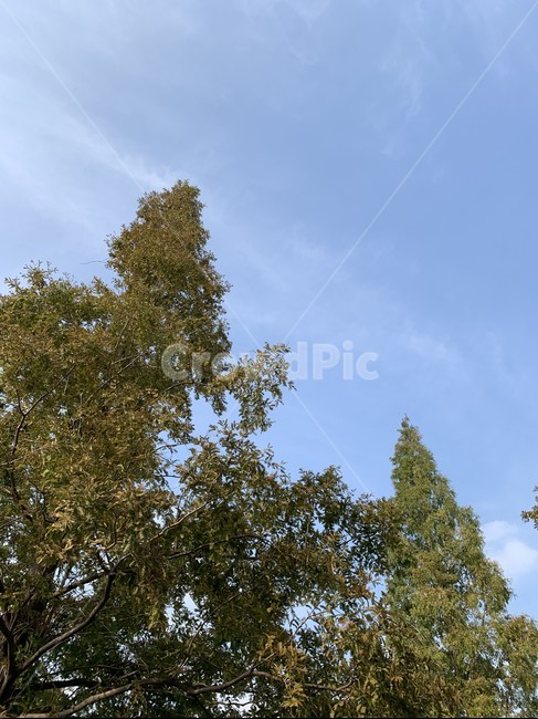 tree,나무,plant,식물,하늘,sky,풍경,landscape,scenery,자연,풍경,nature,landscape,식물,plants,나무,trees,wood