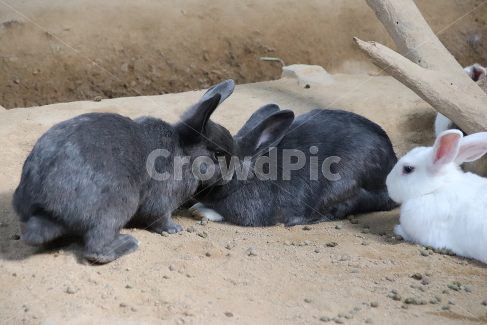토끼,귀여움,동물,순함,자연,동물,animal,포유류,mammal