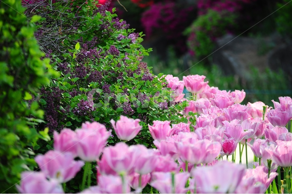 튜립,꽃,봄맞이,봄의전령,접사,식물,자연,plants,nature,꽃,flower