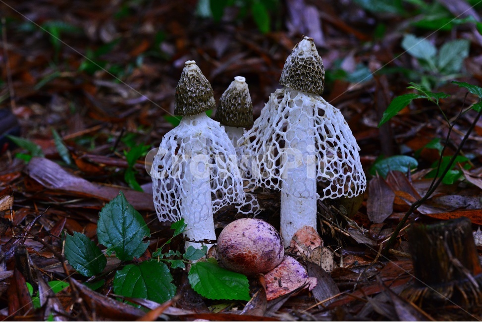 fungus,진균류,plant,버섯,포자,망태버섯,하얀망태버섯,독버섯,자연,식물,소나무숲,여름,대나무,대나무밭