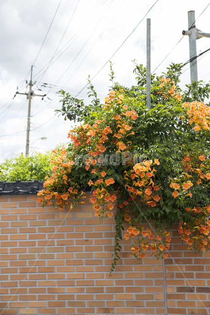 식물,꽃,담장,벽,벽돌,배경지,식물,자연,plants,nature,꽃,flower