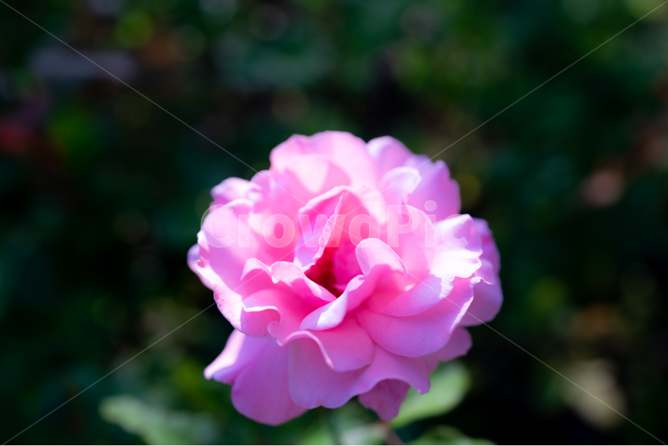 어린이대공원,장미,평화의장미,정원,꽃,un장미,핑크,분홍,식물,자연,plants,nature,꽃,flower