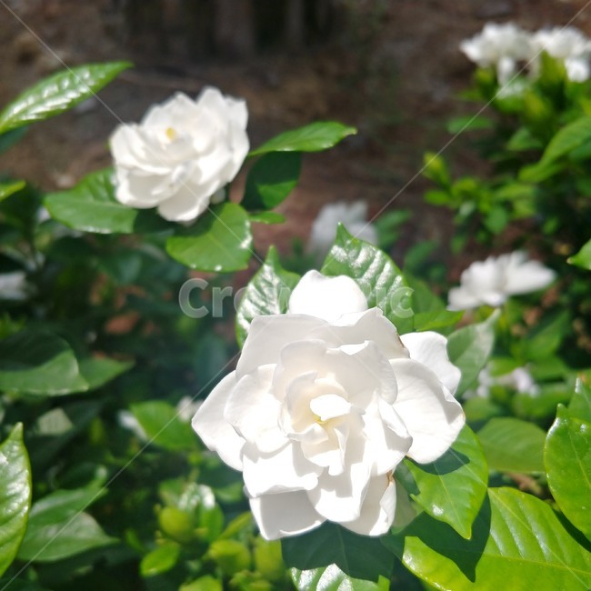 치자,하얀꽃,여름꽃,치자꽃,꽃,식물,여름,8월,7월,blossom,flower,plant,식물,자연,plants,nature,꽃,flower