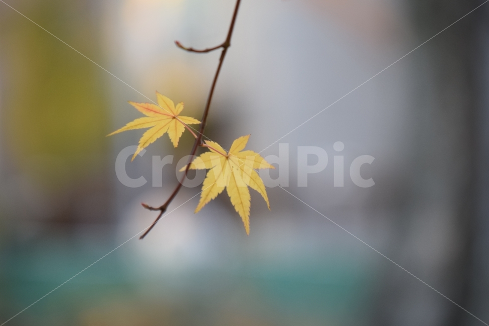 단풍잎,단풍나무,낙엽,나뭇잎,나무,가을,풍경,자연,여행,이미지사진,감성사진,식물,자연,plants,nature,가을,계절,fall,autumn,season,leaf,잎,plant,tree