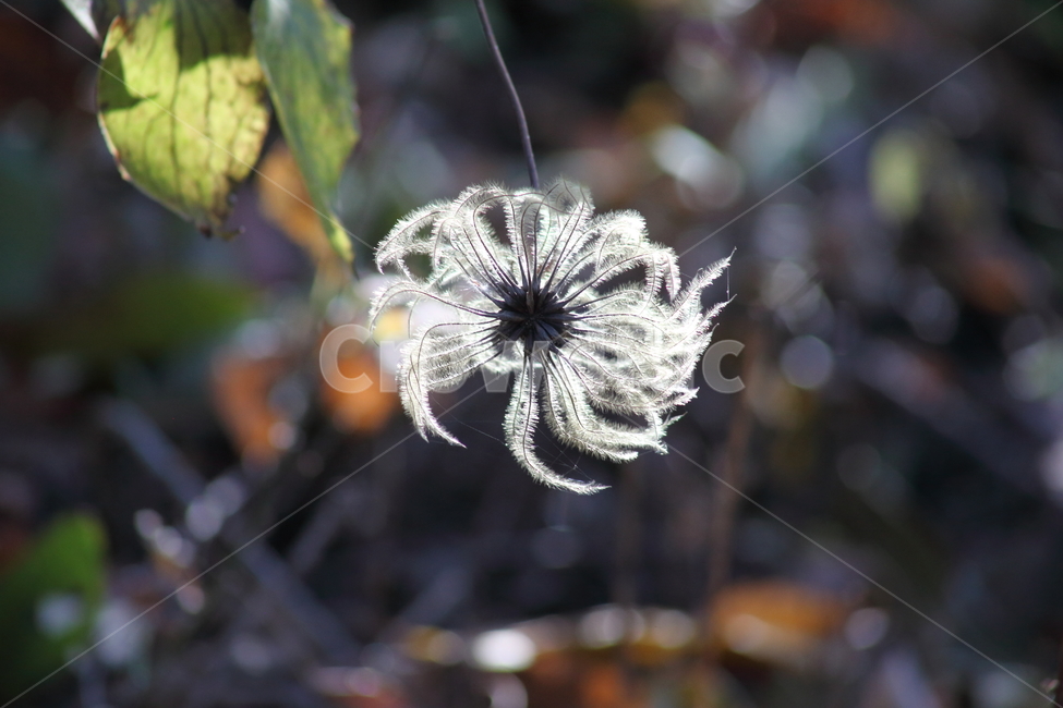 씨앗,종자,번식,식물,seed,식물,자연,plants,nature,꽃,flower