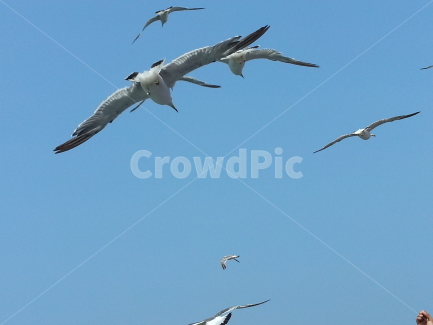 갈매기,새,동물,하늘,바다,먹이,바닷가,동물,animal,조류,새,birds