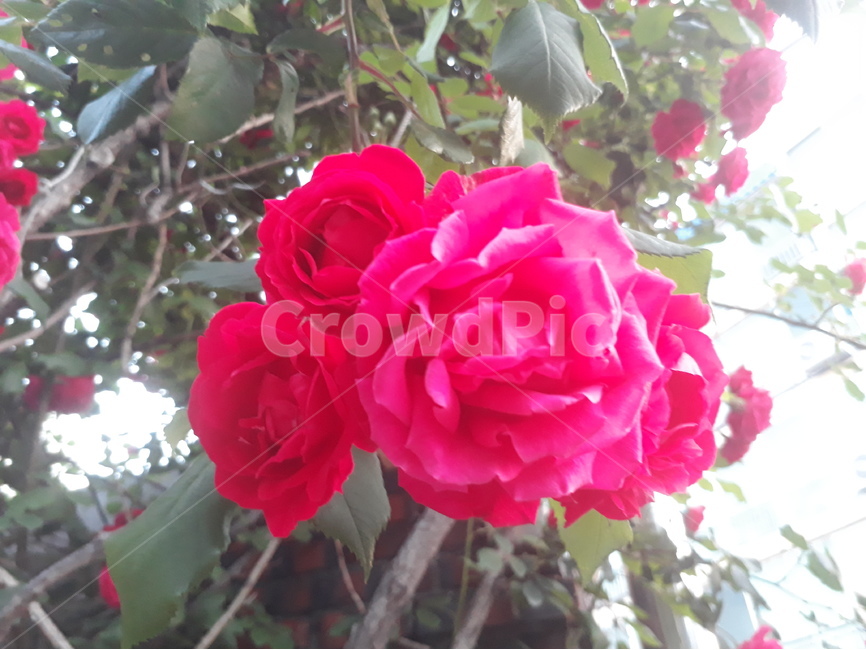 붉은장미,장미,꽃,5월,정열,따스함,자연,식물,자연,plants,nature,꽃,flower