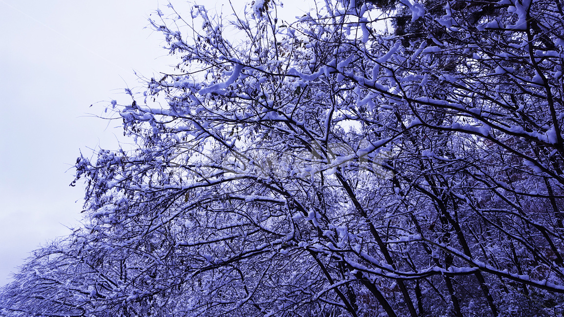 겨울,눈,snow,눈꽃,크리스마스,이별,쓸쓸,외로움,차가움,첫눈,겨울왕국,추위,꽃샘추위,트리,배경화면