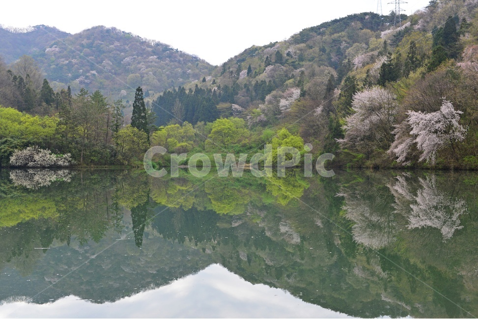 fir,전나무,plant,식물,tree,나무,nature,자연,outdoors,옥외,water,물,화순세량지,화순,세량지,세량지의봄,벚꽃,반영,물안개,봄,계절,spring,season,자연,풍경,nature,landscape