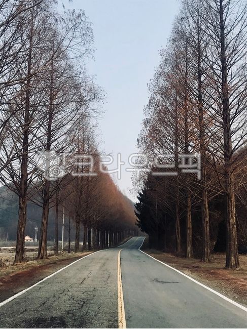 trail,Drive course,sand ash,road name,tree,metasequoia