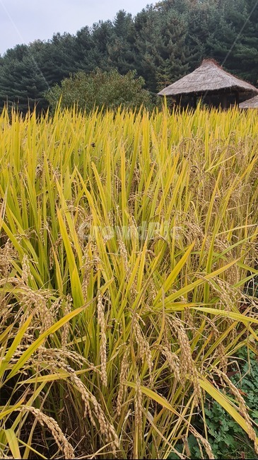 벼,가을,식물,곡물,벼이삭,초목,들,자연,plant,nature,field,contryside,paddyfield,산업,industry,industrial,농업,농사,agriculture,farming,farming industry