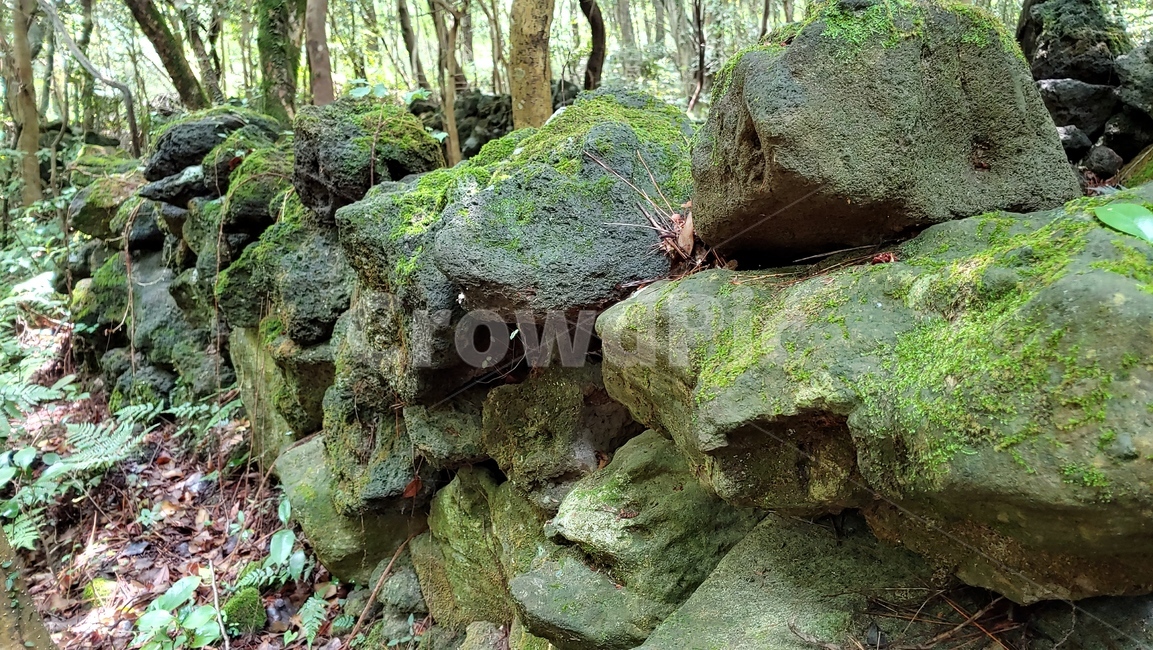 현무암,이끼,제주돌담,제주잣담,astonewall,제주도