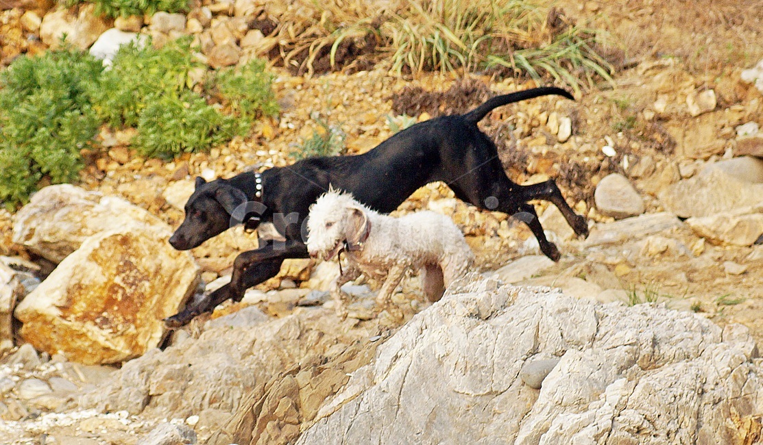 강아지,대형견,프리스비,원반,사냥개,동물,animal,포유류,mammal,개,강아지,dog,doggy