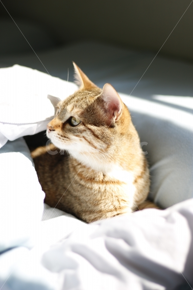 고양이,반려동물,유기묘,길냥이,애완동물,cat,pet,kitten,아기고양이,코숏,코리안숏헤어,캣대디,캣맘,햇살,아침,반려묘,morning,sunshine,동물,animal,고양이,cat,kitten,kitty,포유류,mammal