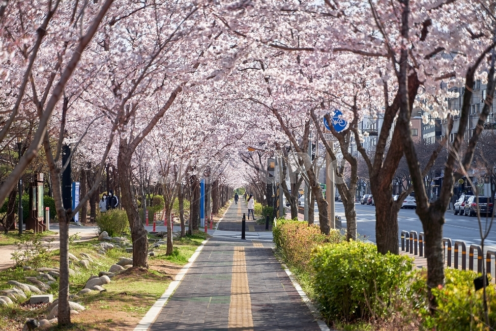 벚꽃,봄,나들이,꽃,벚꽃엔딩,blossom,flower