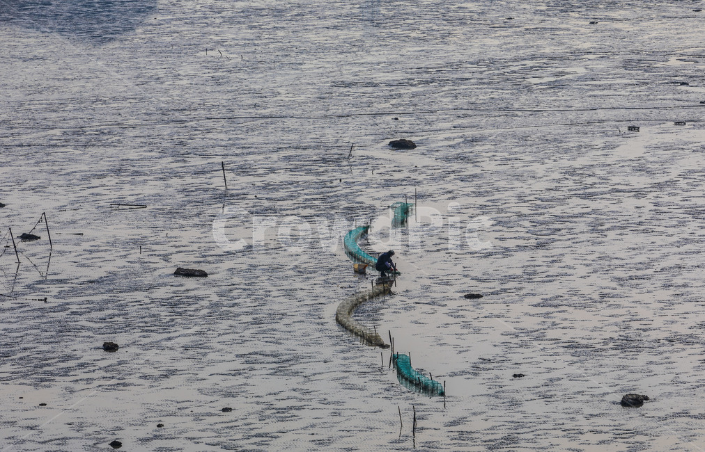 갯벌,자연,바닷가,양식,풍경,바다,갯골,사람,인물,인간,human,person,산업,industry,industrial,어업,fishery,fishing industry