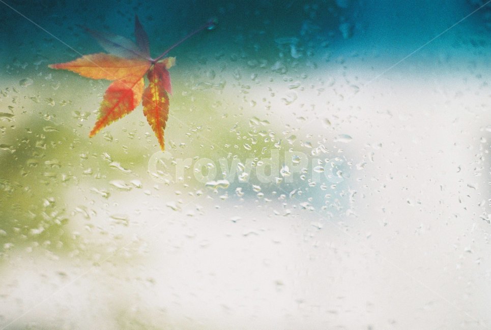 차,창문,낙엽,비,초록,가을,빨강,가을,계절,fall,autumn,season,감성,sensible,feeling,비,비오는날,rain,rainy,plant,식물,leaf,잎,tree,나무