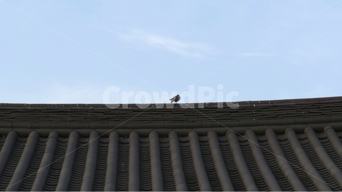 기와,지붕,비둘기,새,기와지붕,한옥,bird,한국전통,한국문화,korean traditional,korean culture,건축물,건물외관,exterior,building,structure,architecture,construction
