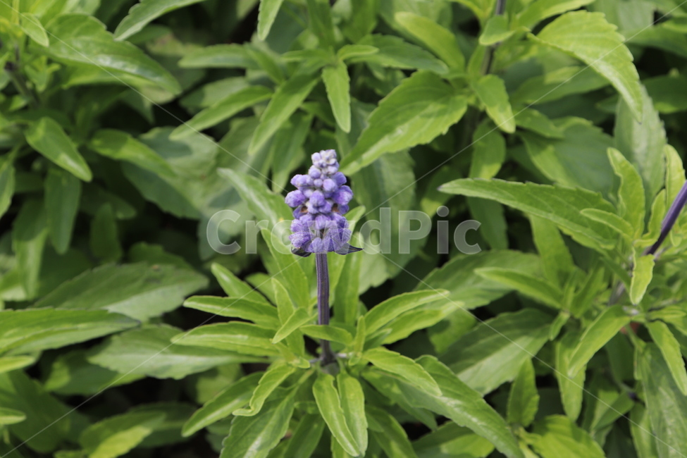 spring flowers,purple flower,plants,plant,a flower