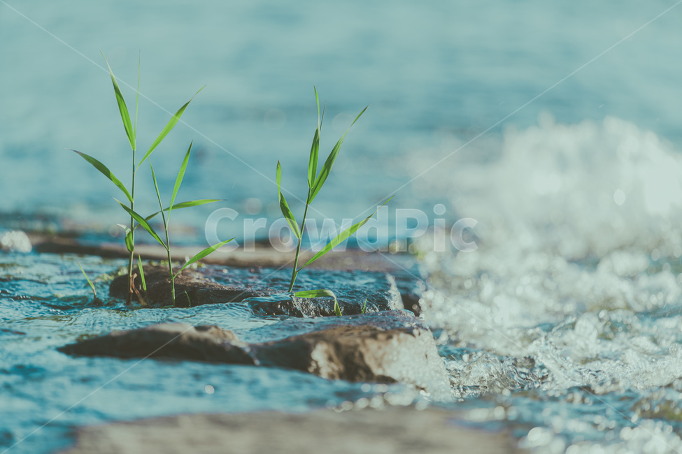물풀,풀,강,강물,물,물방울,돌,식물,자연,plants,nature