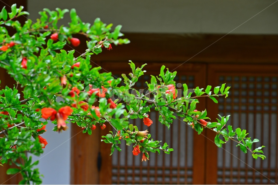 plant,식물,blossom,flower,꽃,leaf,잎,석류,석류꽃,창틀,문,출입문