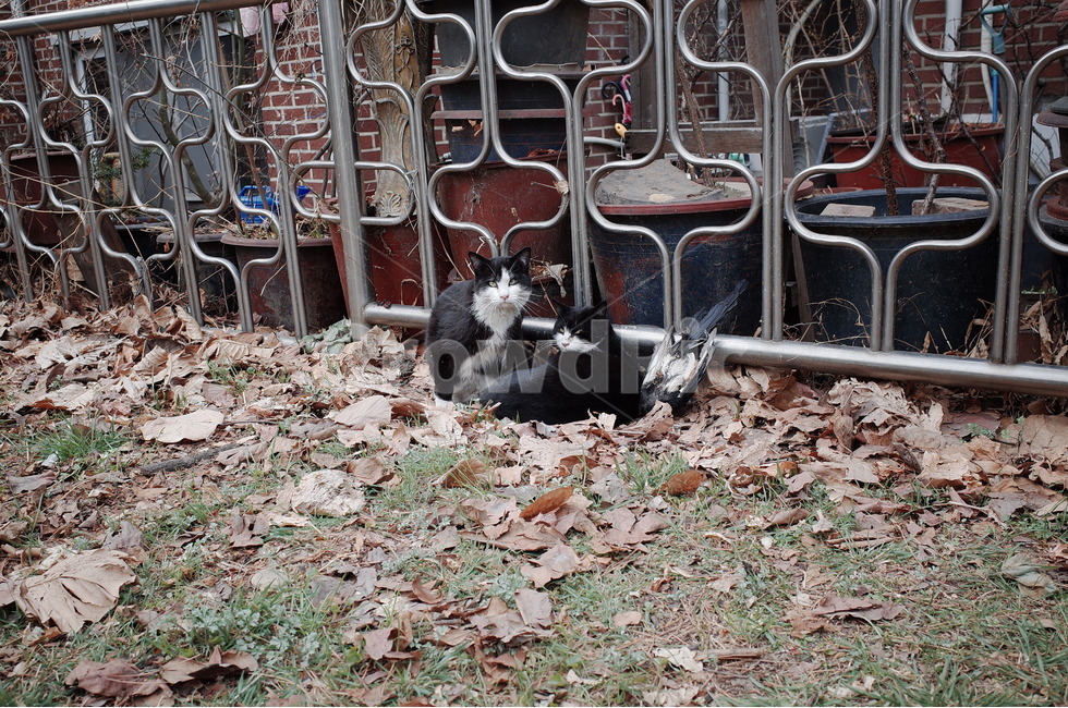 고양이,길냥이,길고양이,cat,streetcat,동물,animal,포유류,mammal,고양이,cat,kitten,kitty