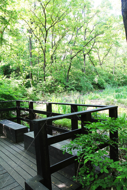 식물,나무,자연,풀,햇빛,숲,잎,데크,감상,벤치,자연,풍경,nature,landscape,building,건물,vegetation,초목,plant,railing,난간