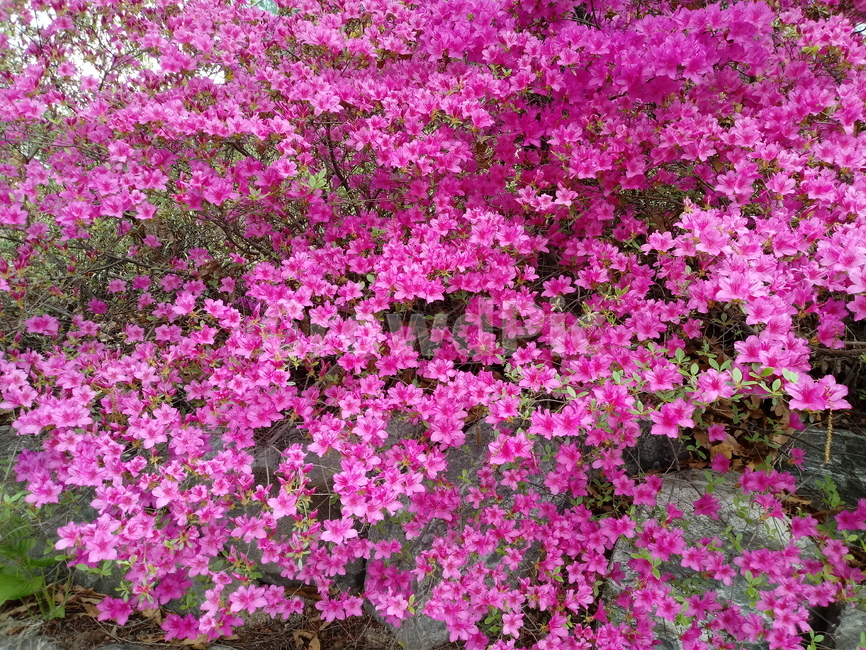 철쭉,smilerosebay,진달래과,식물,봄꽃,개꽃나무,springseasonflower,척촉화,낙엽관목,관상용