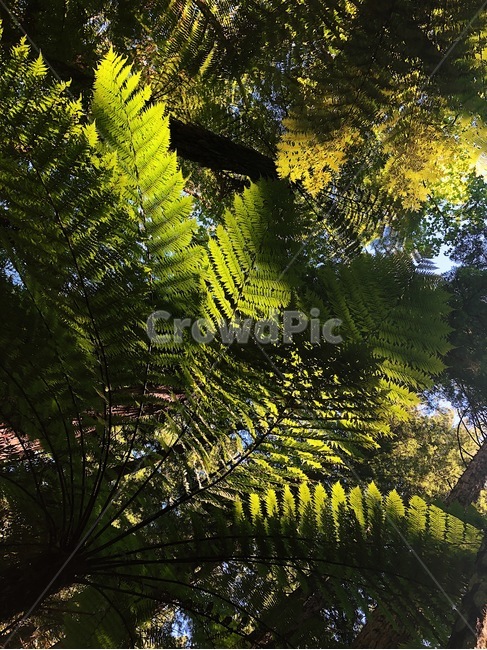자연,녹색,숲,나무,초록,풀,이파리,식물,자연,plants,nature
