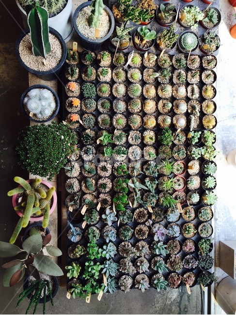 화분,다육이,다육식물,식물,succulents,plant,정원,미니어처,토분,아기자기