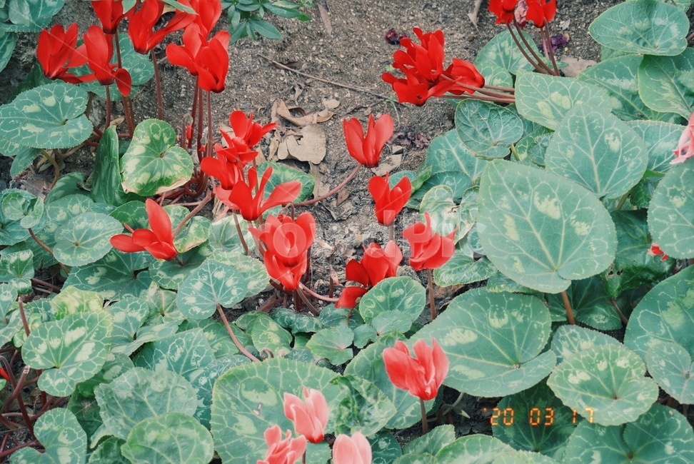 plant,식물,flower,꽃,blossom