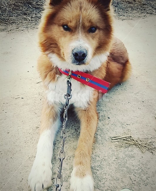 강아지,멋짐,멍멍이,산책,동물,동물,animal,포유류,mammal,개,강아지,dog,doggy