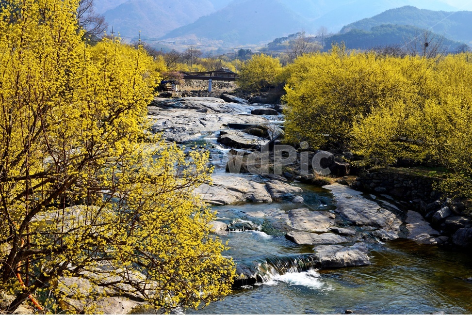 전남,구례,산동,산수유마을,산동산수유마을,산수유,산수유꽃,노랑꽃,봄,봄꽃,계절,water,물,nature,자연,경치,경관,풍경,outdoors,옥외,stream,흐름,자연,풍경,nature,landscape