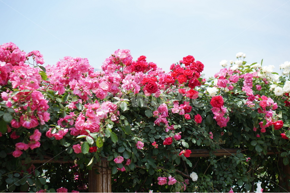 장미,5월,핑크,풍경,꽃,빛,식물,자연,plants,nature,꽃,flower