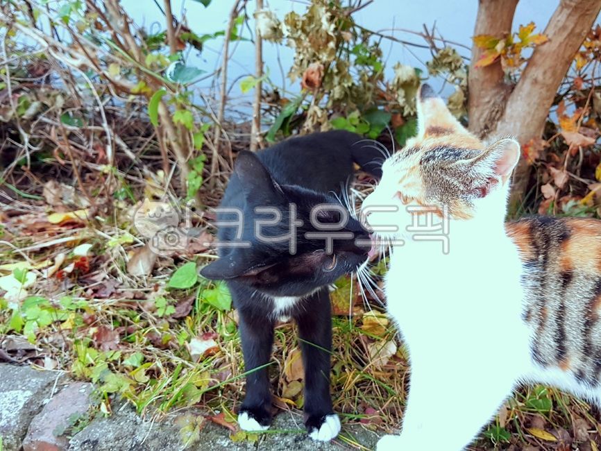 cat love,good cat,cat,two cats,animal