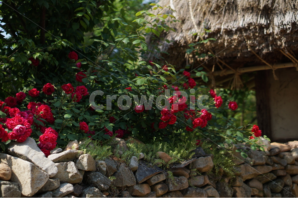 장미,꽃,외암민속마을,초가지붕,덩쿨,풍경,돌담,식물,자연,plants,nature,꽃,flower