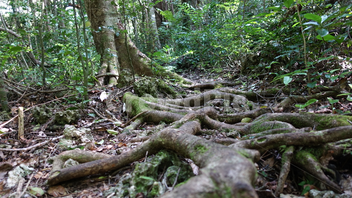 자연,nature,green,초록,plant,밀림,rainforest,열대우림,숲,forest,뿌리,나무뿌리,root,모험,리푸,뉴칼레도니아,남태평양