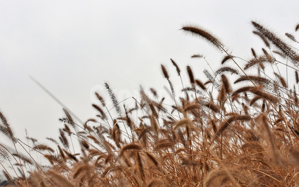 강아지풀,가을,자연,쓸쓸함,언덕정경,가을,계절,fall,autumn,season,식물,자연,plants,nature,grass,잔디,plant