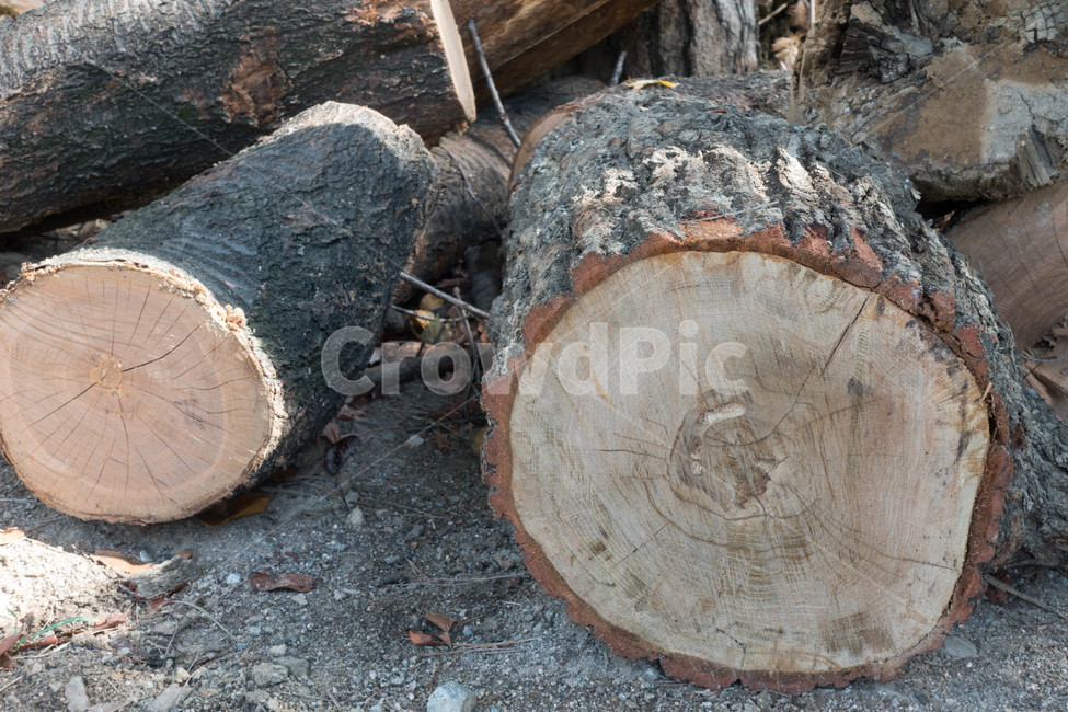 식물,자연,plant,nature,wood,나무,lumber,재목,목재,나이테,나무,trees,wood