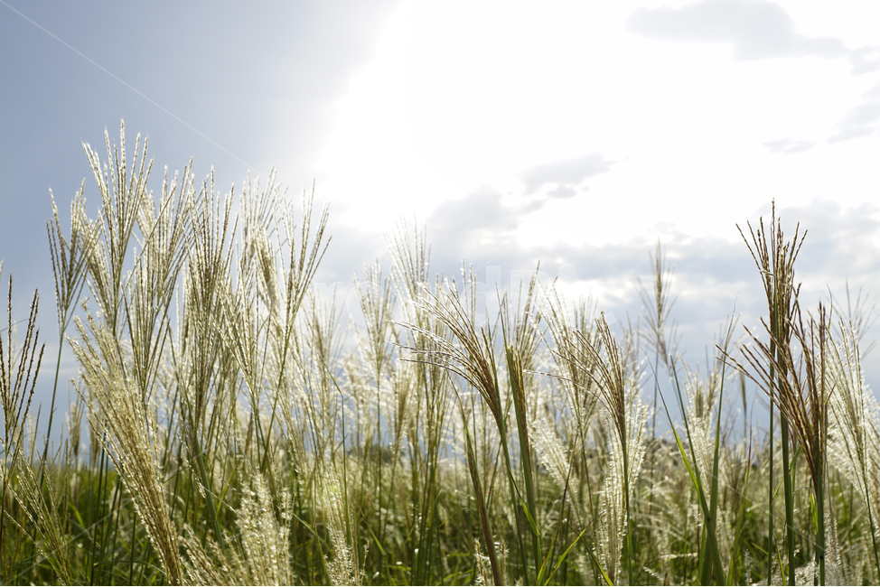 가을,풍경사진,하늘,햇살,억새풀,감성사진,Landscape,Autumn,fall,sky,sunshine,FlameGrass,Yellow,가을,계절,fall,autumn,season,식물,자연,plants,nature,휴식,힐링,rest,relaxation,healing,plant,food,음식