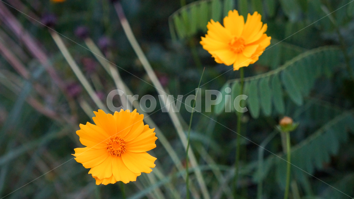 plant,식물,노랑색,노란꽃,금계국,자연,식물,자연,plants,nature,꽃,flower