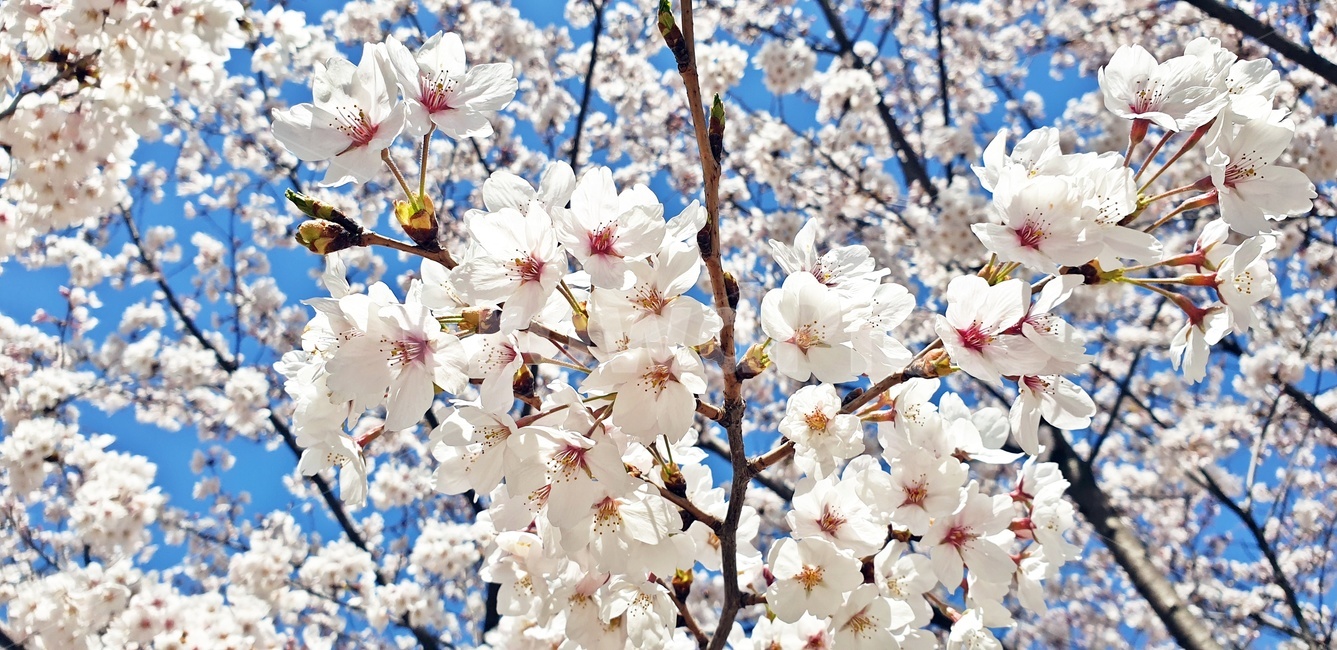 plant,식물,blossom,꽃,flower,벚꽃,cherryblossom,봄