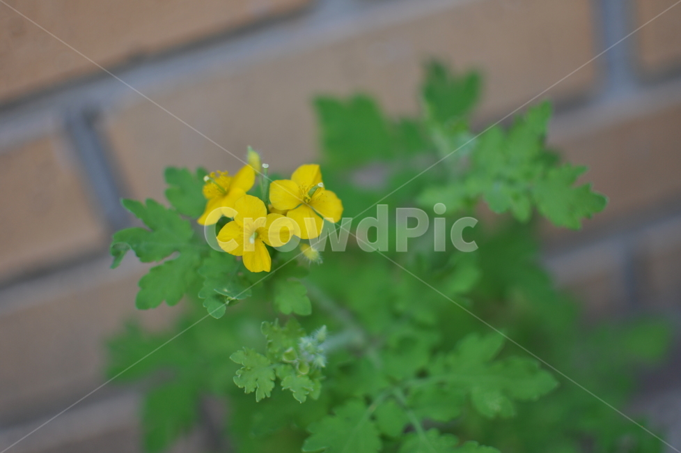 유채꽃,꽃,유채,야생화,들꽃,클로즈업,자연,담벼락,노란색꽃,봄,햇살,초록,노랑,귀여운,배경화면,벽돌