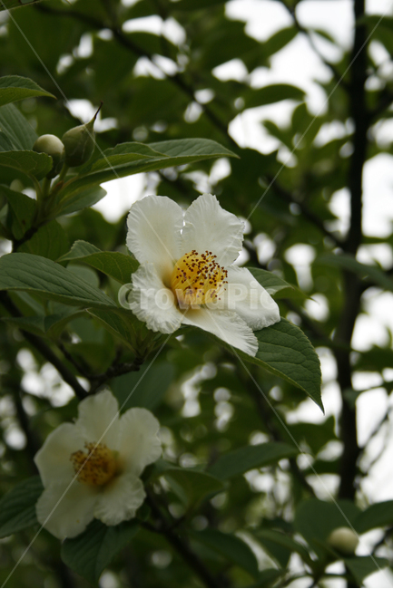 노각나무,차나무,식물,flower,plants,nature,꽃봉오리,꽃,식물,자연,plants,nature,꽃,flower