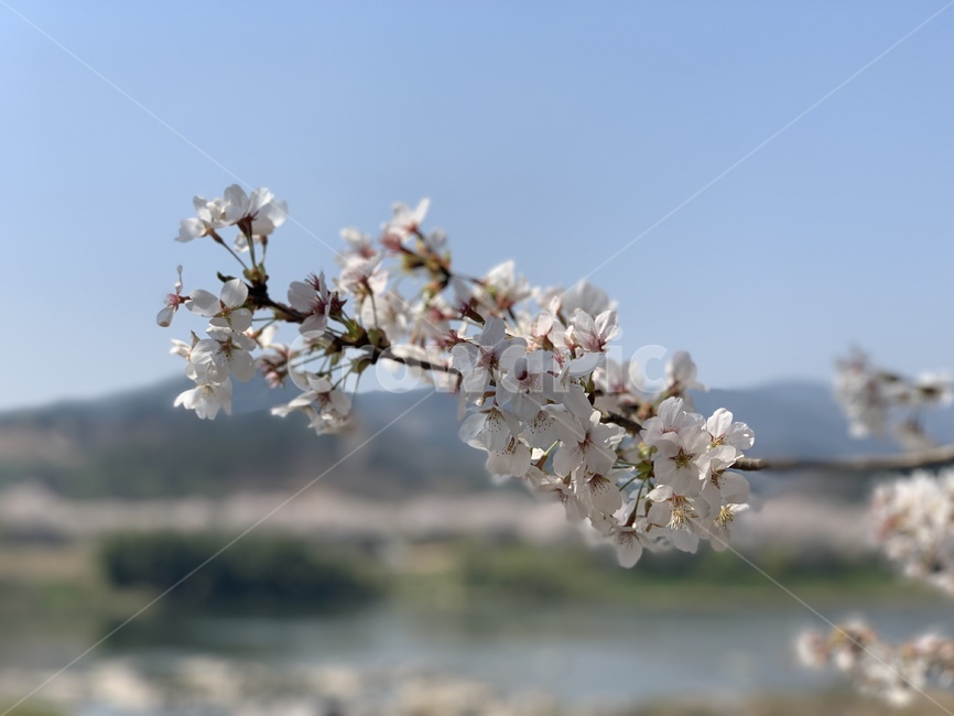 벚꽃,꽃,봄,나무,자연,봄,계절,spring,season,plant,식물,blossom,flower